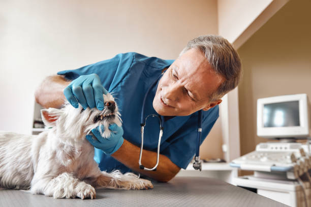 Best Emergency Dental Care for Broken or Chipped Teeth in Encinitas, CA